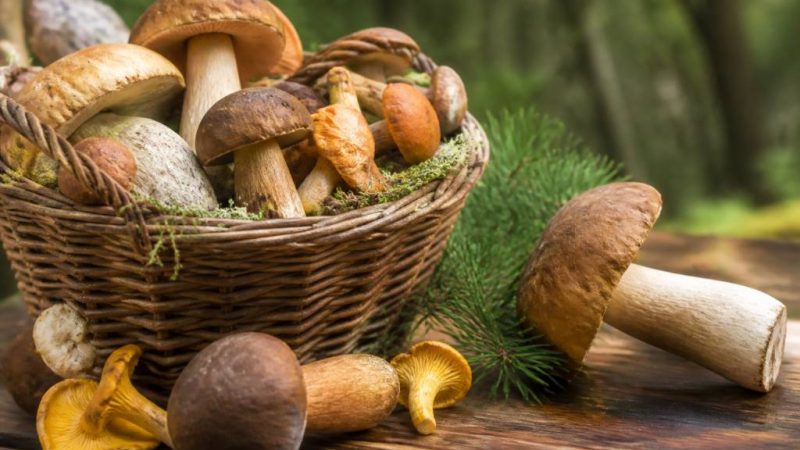 Champignons comestibles : comment les reconnaître et les cuisiner au quotidien