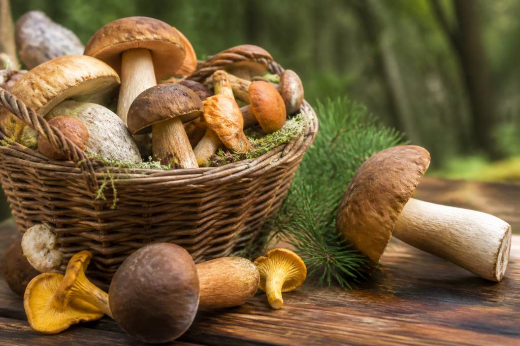 Champignons comestibles : comment les reconnaître et les cuisiner au quotidien