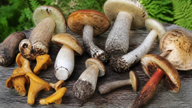 Champignons comestibles photos et noms pour les reconnaître facilement