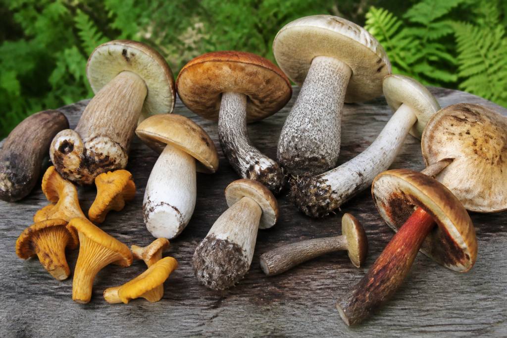 Champignons comestibles photos et noms pour les reconnaître facilement