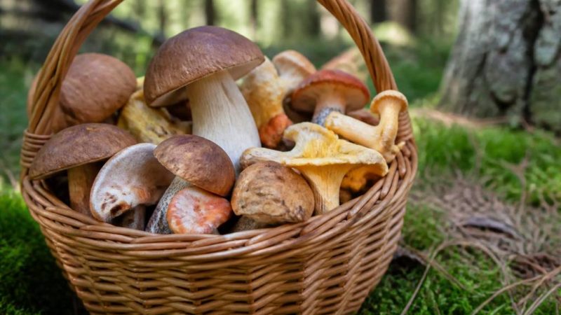 Champignon espece : comment reconnaître les principales espèces et éviter les confusions