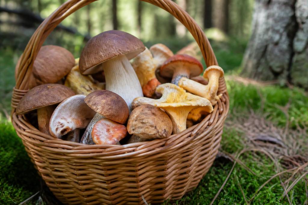 Champignon espece : comment reconnaître les principales espèces et éviter les confusions
