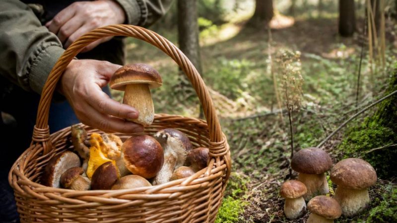 Champignon foret : comment les reconnaître et les cueillir en toute sécurité