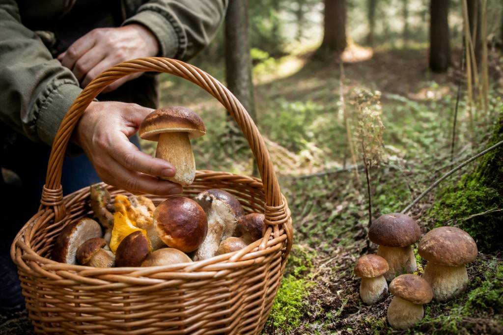 Champignon foret : comment les reconnaître et les cueillir en toute sécurité